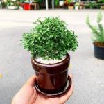 Cloud Farm Hybrid Kamini Flower Red Murraya Paniculata Plant - 200 mm CF005211