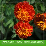 Farmgokart 100 Seed Pack Of MARIGOLD FRENCH- RED BROCADE Flower Seeds