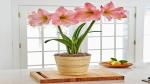 Platone Lily Plant Hybrid Milk Pink Rain-lily Plant