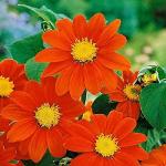 PARYAVARAAN Tithonia Flower Seeds for Home Gardening (Pack of 40 (5 Pkt.))