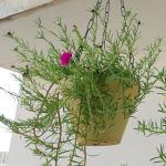 Platone Portulaca PlantTime phul PlantPortulaca 9 o’clock Flower Plant with Without Pot (hybrid, pack of 1)