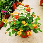 Zomoloco Flower Lantana Hybrid Plant - 115 Mm