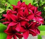 ONLINE PLANT BAZAR PLUMERIA/FRANGIPANI FLOWER PLANT(PACK OF-1)
