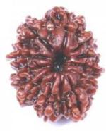 Feeltouchmart Brown Wood 12 Mukhi Rudraksha Beads Hgj00-1001-2594