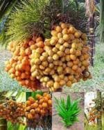 Oxygreenplan supari, Arecanut,chamarpushpa,chamara-putpam,poka,ayrike,Betel nut Healthy Live fruit Plant