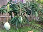 Globalplants Himsagar Mango Grafting Plant ff