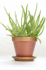 Online Plant Bazar Green Aloe Vera Live Plant-A1