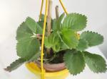 Baishnab Strawberry PlantStaberi PlantHanging Strawperry Plant