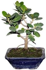Zomoloco Ficus BonsaiBot PlantChinese Banyan, Ficus Microcarpa nitida Retusa ,Indian laurel