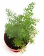 India gardening ASPERA GRASS,Live Plant, Air Purifying, Plant in Self Watering Pot