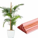 Bloomax Red Hardwood Plant Support Stick (2.5 Feet, 30) Wooden Support Sticks For Plants/Plant Stem Support/Climbing Support for Home Indoor & Outdoor Plants