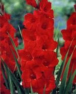 Cloud Farm Hybrid Gladiolus Sword Lily Plant - 200 mm CF_A259