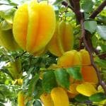 PLATONE Star Fruit Carambola Grafted Plant_Carambola Plant RB(x129