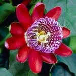 Online Plant Bazar Red Passion Flower Krishna Kamal Flower Live Plant-P5