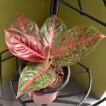 Heaven Of Saplings Aglaonema Plant (Pack of 1)