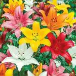 PARYAVARAAN Asiatic Lily Imported Quality Multicolor Winter Season Flower Bulbs (Pack of 2) By PARYAVARAAN