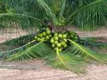ONLINE PLANT BAZAR VIETNAM COCONUT PLANT(PACK OF-1)