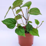 Ashokavanam Betel Leaf Creeping Plant (Magai Paan) (Piper betle)