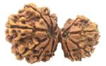 Feel Touch Mart Garbh Gauri Rudraksha Nepali Best Original IGL Lab Tested Natural Gabrh Gauri Rudraksha Pure & Best Collection Blessed by Maa Gauri & Lord Ganesha by