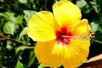 Platone Hibiscus PlantJoba PlantINE-NEW-232