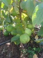 Cloud Farm Hybrid and Vietnamese Guava Plant - 200 mm