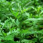 Kapebonavista MUGWORT Artemisia vulgaris DRIED FLOWERS Liquid Extract India - 30ml