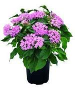 PARYAVARAAN Pentas Live Outdoor Flower Gardening Plant with Pot