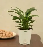 UGAOO Spathiphyllum Peace Lily Plant With Self Watering Pot