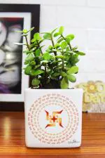 Rolling Nature Good Luck Jade Plant in White Square Shubh Labh Divine Ceramic Pot
