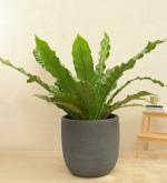 UGAOO Grey Plastic Big Rib Short Planter, 54 X 54 Cm