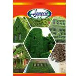 SENECIO GalexiaR Boston Ivy Vine Creeper - Pack of 12 Seeds