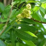 Mphmi Live Plants Mahogany Plant, Swietenia macrophylla - Plant