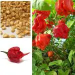 PLATONE F1 Hybrid Carolina Reaper Pepper Chilli(Pack Of100 x seeds)