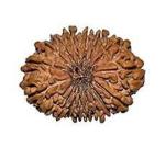 Feel Touch Mart 17 Mukhi Rudraksha Rudraksha 20mm by Lab Certified