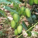 GREEN LINE Nursery Gir Kesar Mango Hybrid Plant Mango