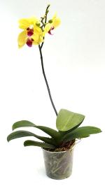 India Gardening Limelight orchid (Phalaenopsis) Live Air Purifying Plant