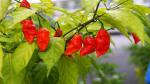 PLATONE Bhut Jolokia Pepper (Ghost Chilli) Seeds(Pack Of90 Seeds)