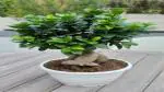 Platone Ficus Bonsai Plant Orginal Ficus Bonsai Plants lop