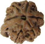 SHIVOHAM Brown Wood Ganesh Rudraksha