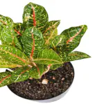 Ashokavanam Aglaonema Chinese evergreen plant (dona carmen)