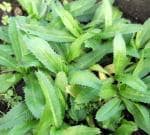 Plantzoin Wild coriander Ban dhania Eryngium foetidum Bana dhania Live Plant