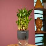 Hug A Plant 3 Layer Lucky Bamboo - Live Plant (With Self-Watering Pot & Plant) (Color: Grey)