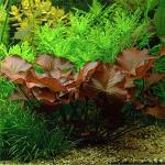 BLUEHEAVENS Aquatic Live Plants - Red Lily Bulb (Big, Pack of 1) from BLUEHEAVENS