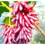 Cloud Farm Special Variety, Sweet Long Finger Red Grape,Lal Angoor Healthy Plant Hybrid Big Size, (Fruit After 1 Year),CF_T17