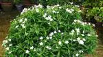 Cloud Farm Hybrid Mini Tagar Jasmine Plant - 200 mm CF_O310