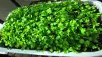 PLATONE Hybrid Coriander Dhania Seeds For Kitchen-300 Seed(Pack Of300 x Seed)