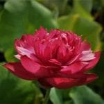 Indian Gardens Lotus Live Plant Rare code 31