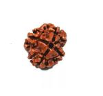 Feel Touch Mart 4 Mukhi Rudraksha Original Certiified Real Nepal Bead Blessed by Lord Shiva