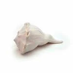 Mitaksi Overseas Exim Natural Original Right Hand Shank/Dakshinavarthi shankh/Valampuri Abishekh Shankh 16-18 cm