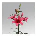 ANDHAGNAI Asiatic Lily Fangio Imported and Hybrid Flower Bulbs for Gardening By andhagnai Greens Pack of 2 Bulbs, Pink